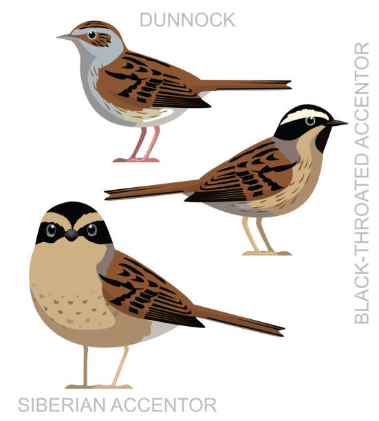 illustrazioni stock, clip art, cartoni animati e icone di tendenza di simpatico uccello dunnock accentor set cartoon vector - titling