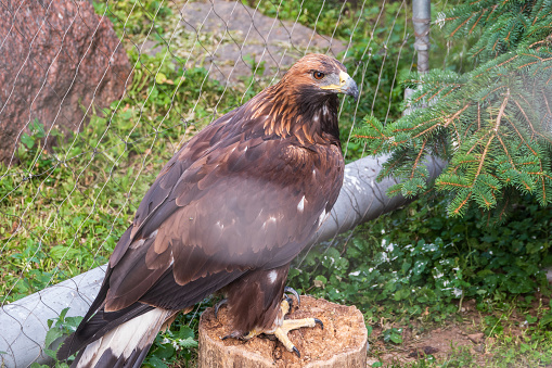 Golden Eagle sitting in a cage or aviary. The golden eagle, Aquila chrysaetos, is a bird of prey living in the Northern Hemisphere.