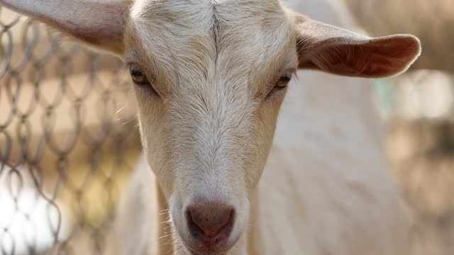 Close-Up of a Goat Blinking