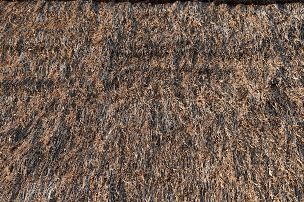 istock close up of dry grass 1953941167