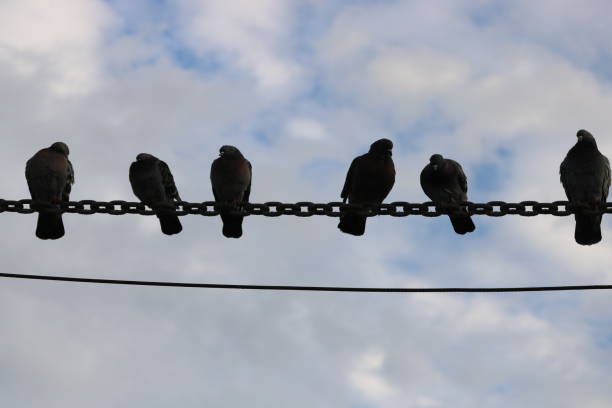 istock Birds stopped on a telephone pole 1953949135