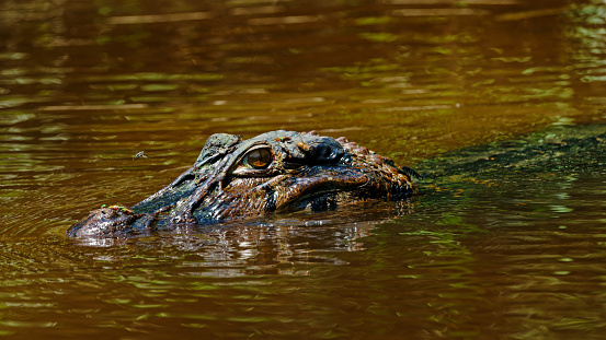 A caiman lurking at the river's edge in the Amazonian rainforest, Cuyabeno Reserve in the Amazon Region between Ecuador and Peru.