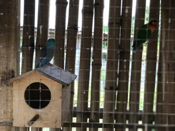 Photo of Caged parrots, one of the most popular pets