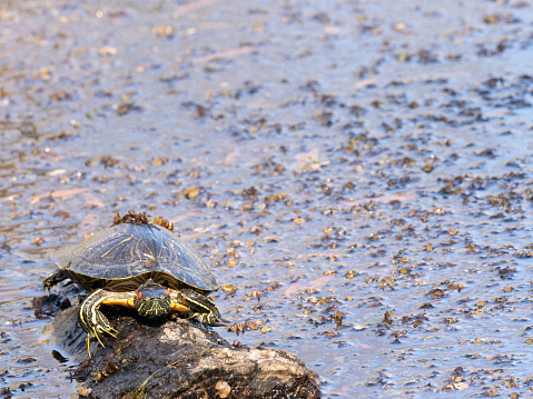 Close up of a red-eared slider turtle facing the camera while resting on a log in a fresh water pond in Texas.