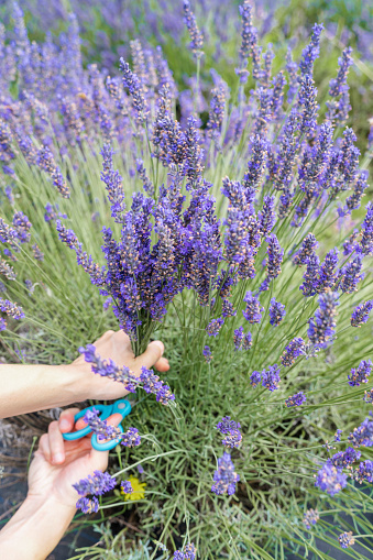 Close-up hand cutting lavender blossom