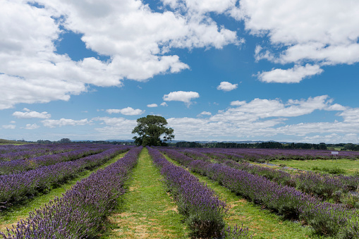 Rows of lavender fields stretch into the distance. The background is a solitary tree against a backdrop of blue sky and white clouds.