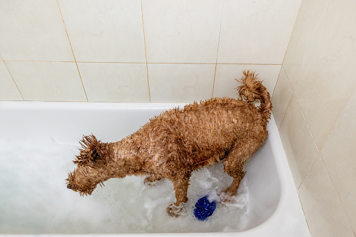 Stock photo of  bath-time for a Goldendoodle in a modest home bathroom.