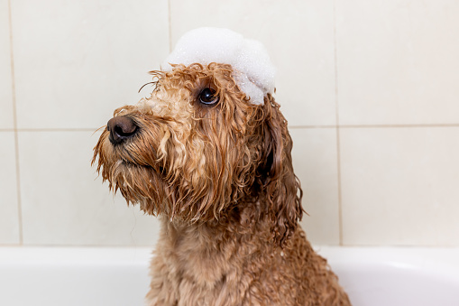 Stock photo of  bath-time for a Goldendoodle in a modest home bathroom.