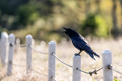 Raven in Milagra Ridge