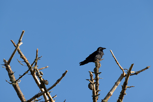 Raven in Milagra Ridge