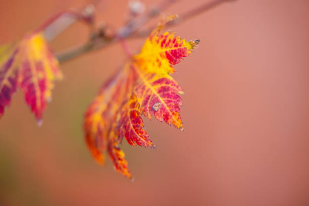 Stock photo of a Japanese Maple leaves changing color in early Winter.