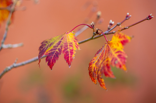 Stock photo of a Japanese Maple leaves changing color in early Winter.