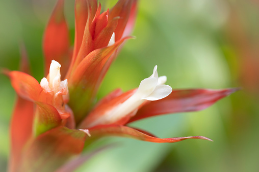 Close-up white stamen of orange bromeliads flower blooming with natural light in the tropical garden on a soft background.