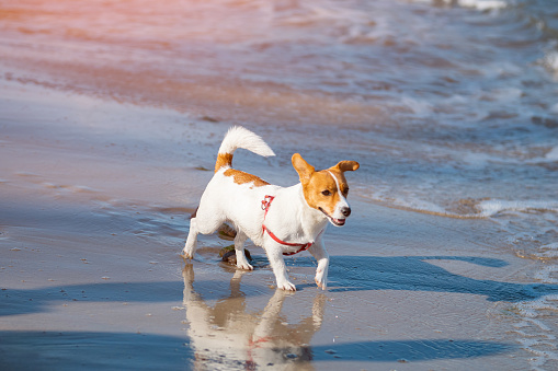 Little dog runs along sandy beach next to deep clear sea. Domestic pet interested running along beach next to sea with waves.
