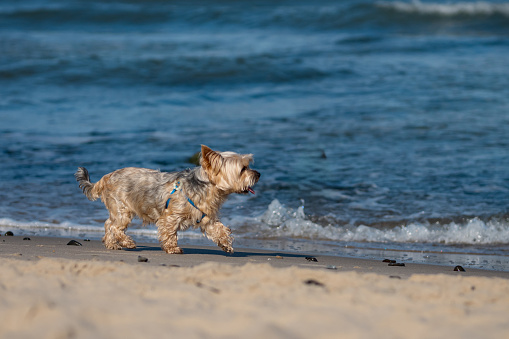 Small neat Yorkshire terrier runs along sandy beach next to deep clear sea. Doggy tries to keep tiny paws clean and far from salty sea water
