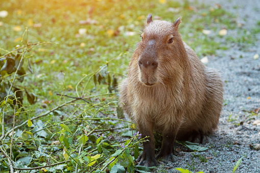 Hairy capybara enjoys weather sitting on ground next to grass and branches in zoo. Animal looks perfectly content in natural habitat