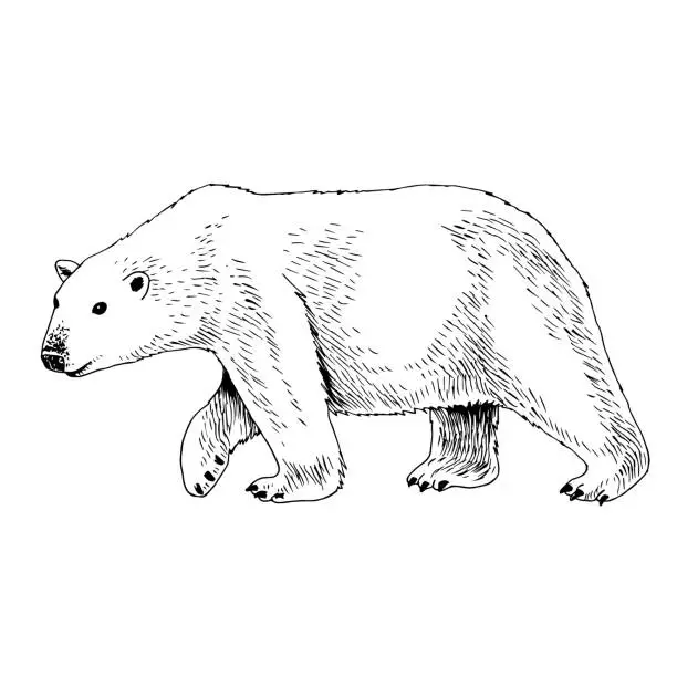 Vector illustration of Hand drawn Arctic animals collection.