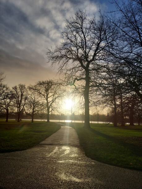 Serenity of lights in the park