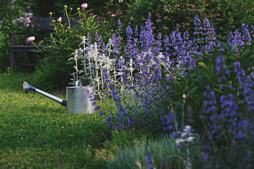 Nepeta (catnip, catmint) blooming in summer cottage garden. Watering can on background. Blue perennial for natural gardens