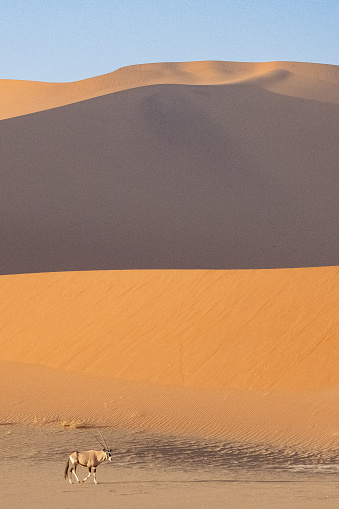 Gemsbok in the desert of Namibia