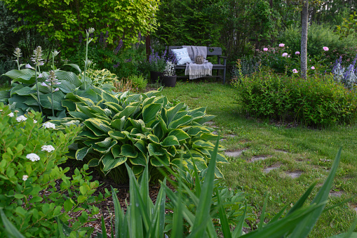 summer garden view with wooden bench, stone pathway, hostas, perennials and shrubs. Cottage ornamental garden or dacha.