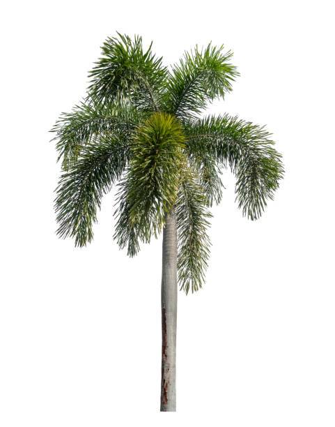 istock Green palm tree isolated on white background 1954116760
