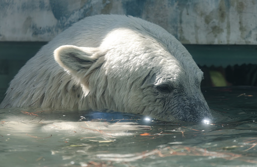 Polar bear in the Zoo.