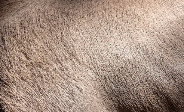 istock Hair on a deer skin as an abstract background. Texture 1954134640