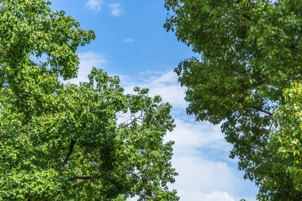 Sunlight, Tree, Sun, Leaf, Sky