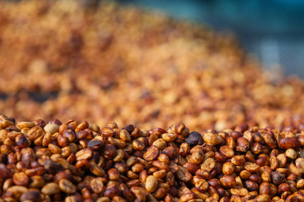 Freshly picked coffee cherries undergo a transformation as they are delicately pulped, leaving a sweet, sticky residue, before being sun-dried, imparting nuanced flavors that dance on the palate with the essence of honeyed perfection.