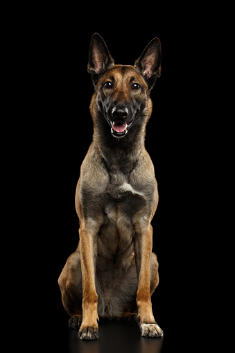 Malinois shepherd dog sitting, isolated on black background, gaze