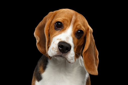Basset Hound is a breed of beagle dogs, bred in England.