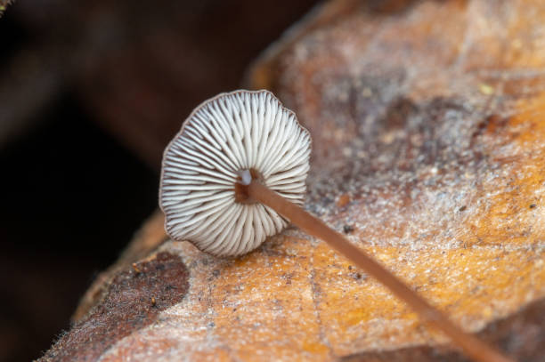 istock Nature photography 1954162508