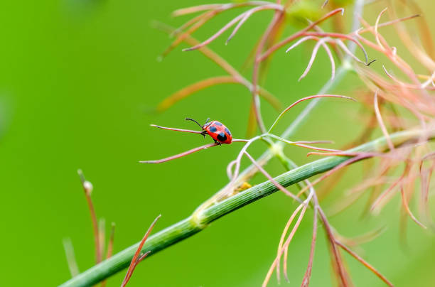 istock Ladybug on a dill plant. Insect close-up. 1954173093