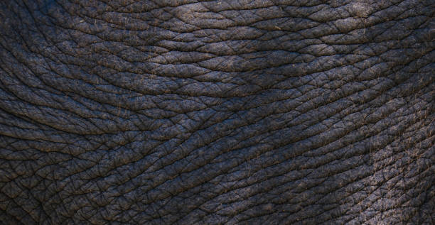close-up background pattern of asian elephant skin - animal close up elephant animal eye ストックフォトと画像