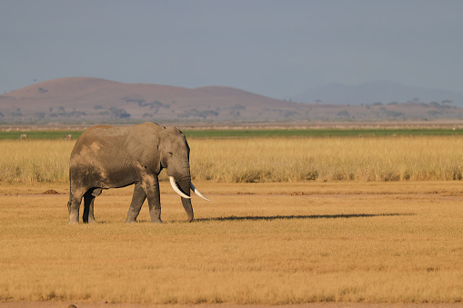 the one and only elephant in the savannah of Amboseli NP