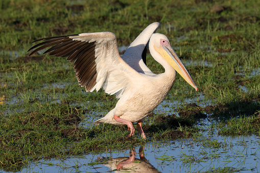 pelican with spread wings in Amboseli NP