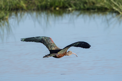 a flying hadada ibis in Amboseli NP