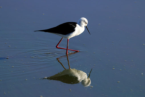 black-winged stilt reflects in water