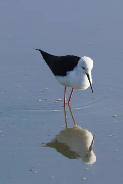 istock black-winged stilt reflects in water 1954181620