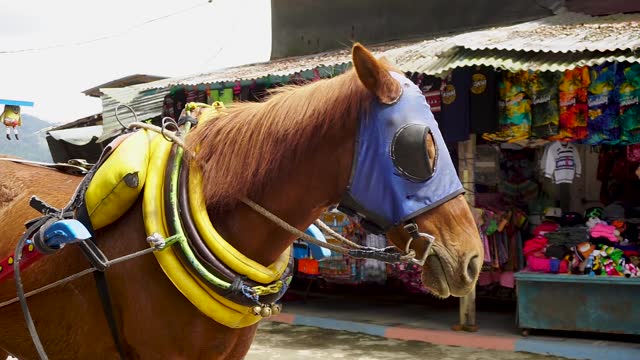 Horse cart wearing fashionable sunglasses. Horse rickshaw for city tour. Asian horse carriage