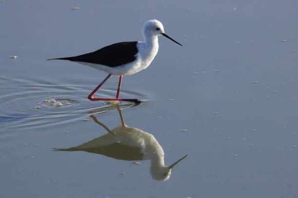 istock black-winged stilt reflects in water 1954182667