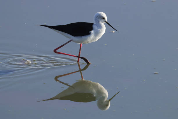 istock black-winged stilt reflects in water 1954182669