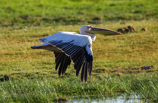 a flying pelican  in Amboseli NP