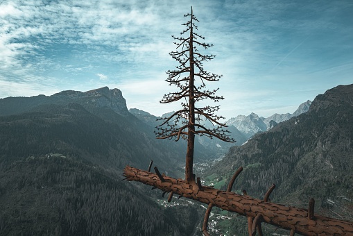 A tree thrives atop a fallen log with a scenic view of mountain range in the Italian Dolomites