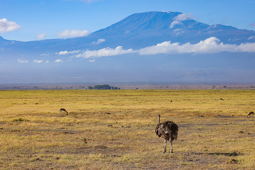 a female ostrich with mount kilimanjaro in background