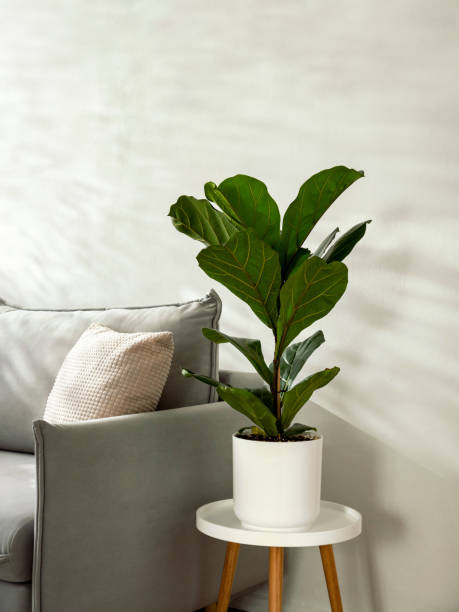 istock Ficus lyrata or fiddle leaf fig tree in living room interior 1954197317