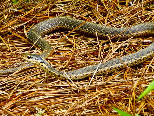 istock Western terrestrial garter snake perched on dry grass amidst weeds. 1954211860