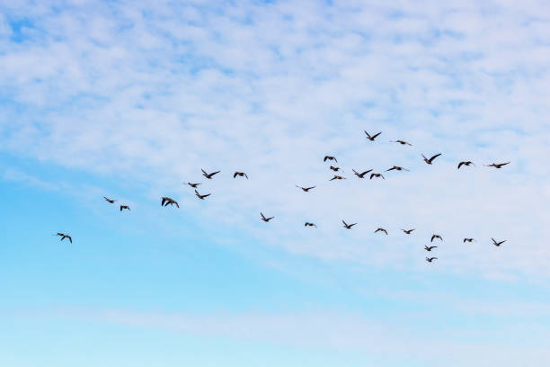 istock Flock of White-fronted goose flying in the sky 1954225218