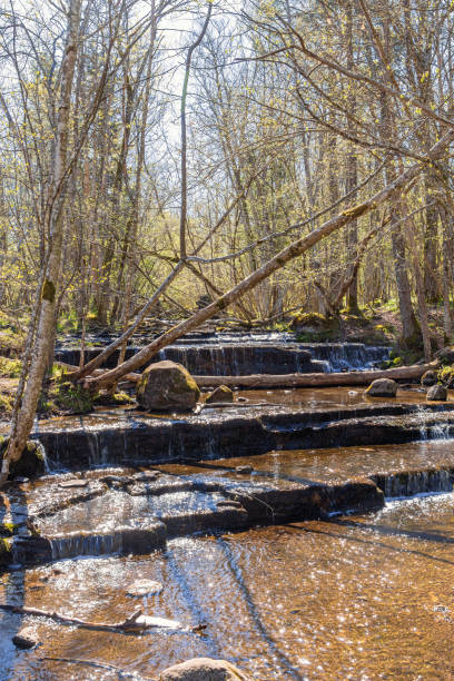 istock Creek with waterfalls in a lush green forest a sunny spring day 1954225787